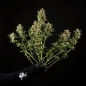 Preview: Seeds Auto (Autoflower Sativa)
